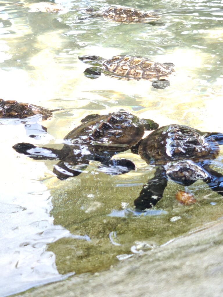Snorkeling stop Efate Island Tour Vanuatu
Local village visit Efate Island cultural experience
Port Vila island tour scenic coastal drive
Freshwater swimming hole Efate Vanuatu tour stop