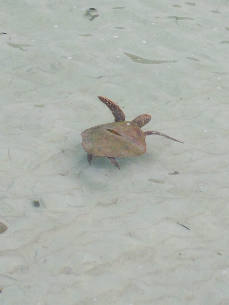 Snorkeling stop Efate Island Tour Vanuatu
Local village visit Efate Island cultural experience
Port Vila island tour scenic coastal drive
Freshwater swimming hole Efate Vanuatu tour stop