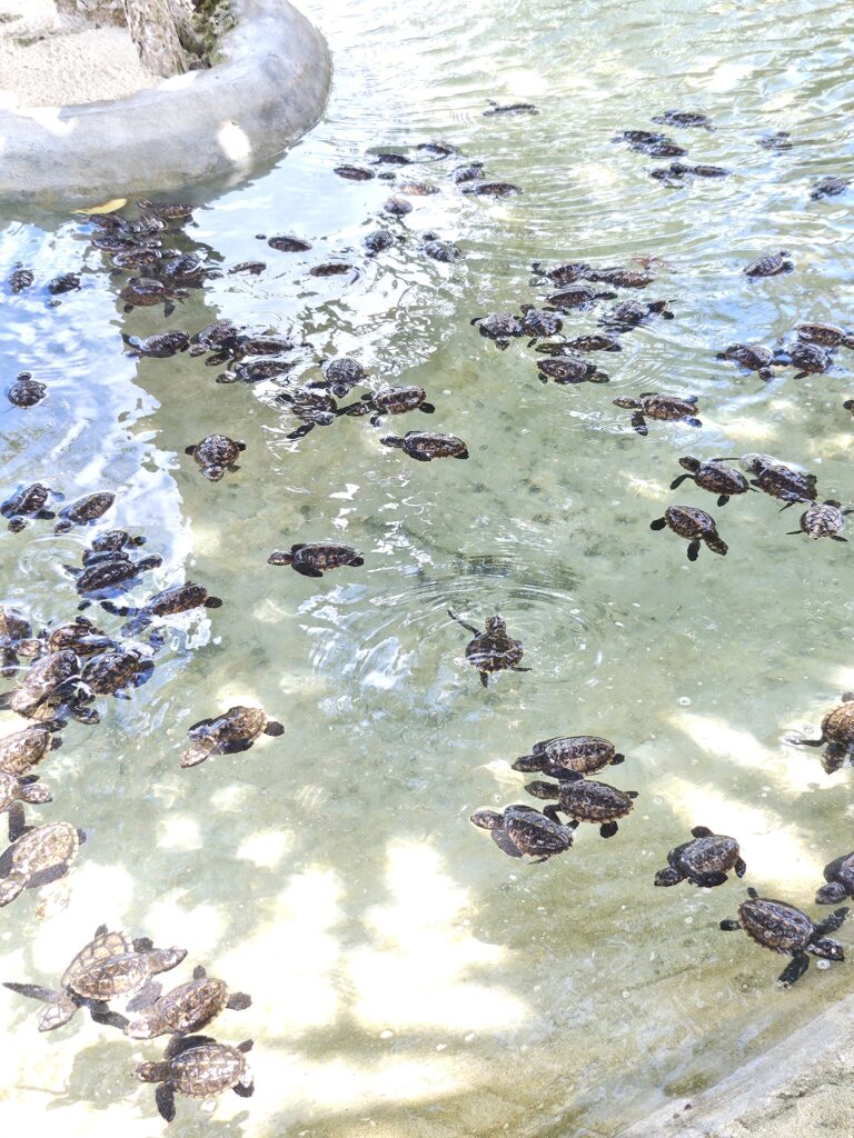 Snorkeling stop Efate Island Tour Vanuatu
Local village visit Efate Island cultural experience
Port Vila island tour scenic coastal drive
Freshwater swimming hole Efate Vanuatu tour stop