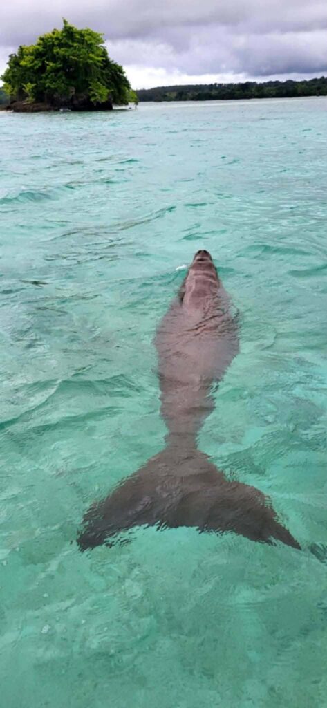 Snorkeling stop Efate Island Tour Vanuatu
Local village visit Efate Island cultural experience
Port Vila island tour scenic coastal drive
Freshwater swimming hole Efate Vanuatu tour stop